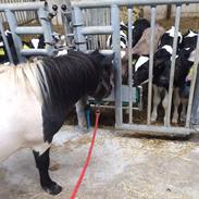 Shetlænder Vesterbæks picasso