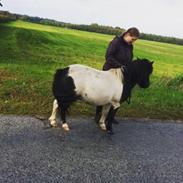 Shetlænder Vesterbæks picasso