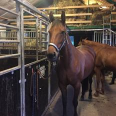 Traver SOLGT*   Bravida Holmsminde