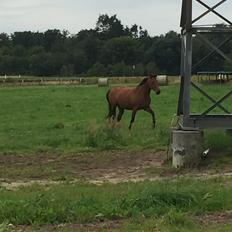 Traver SOLGT*   Bravida Holmsminde