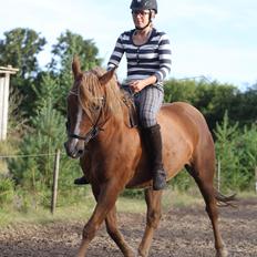 Anden særlig race Speedy