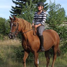 Anden særlig race Speedy