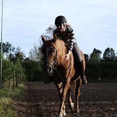 Anden særlig race Speedy
