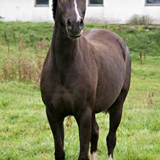 Welsh Partbred (Sec F) Stenhedegårds Midnight Lady