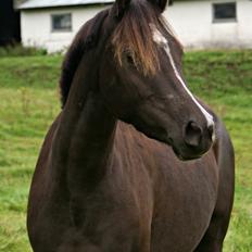 Welsh Partbred (Sec F) Stenhedegårds Midnight Lady