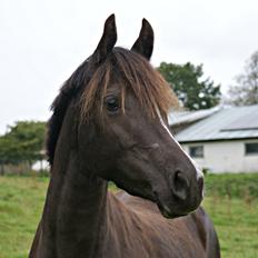Welsh Partbred (Sec F) Stenhedegårds Midnight Lady