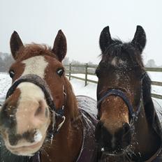 Anden særlig race Rødstjerne ( Chili) 