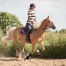 Tyroler Haflinger Astilbe