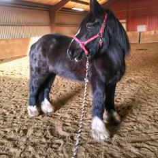 Tinker "bakkegårdens" Flora