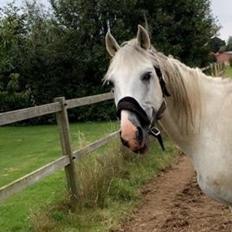 Dansk Varmblod Quvinto -RIP