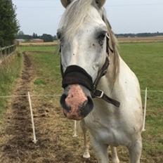 Dansk Varmblod Quvinto -RIP