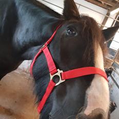 Tinker "bakkegårdens" Flora