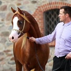 Arabisk fuldblod (OX) Apocalypso-D