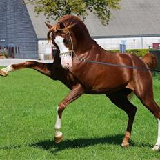 Arabisk fuldblod (OX) Apocalypso-D