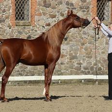 Arabisk fuldblod (OX) Marco APN - 2014-2017*
