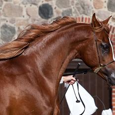 Arabisk fuldblod (OX) Marco APN - 2014-2017*