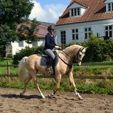 Palomino Rainbow Quickstep