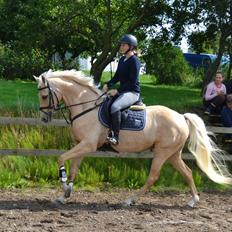 Palomino Rainbow Quickstep