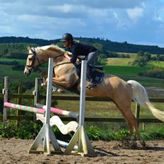 Palomino Rainbow Quickstep