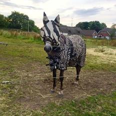 Anden særlig race Elmegaardens tin-tin