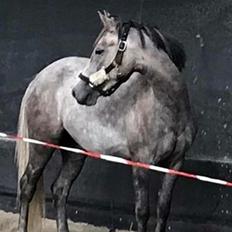 Anden særlig race Elmegaardens tin-tin