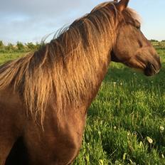 Anden særlig race Saksdals Olivia 