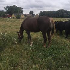 Anden særlig race Saksdals Olivia 