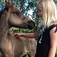 Welsh Partbred (Sec F) Penny