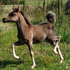 Welsh Partbred (Sec F) Penny