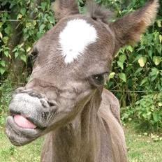 Welsh Partbred (Sec F) Penny