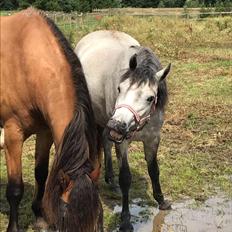 Connemara Skærgårdens Epic Love
