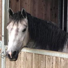 Connemara Skærgårdens Epic Love