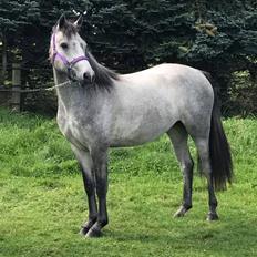 Connemara Skærgårdens Epic Love