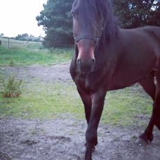 Anden særlig race Luchano