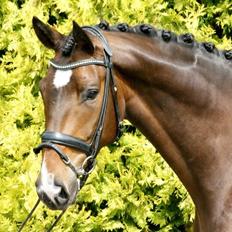 Dansk Varmblod Obreja's Lucky Luke