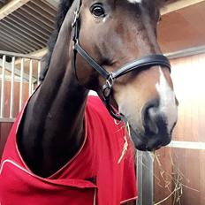 Dansk Varmblod Obreja's Lucky Luke