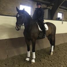 Dansk Varmblod Obreja's Lucky Luke