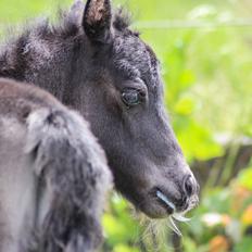 Shetlænder Stratensminde Made By Warrior 