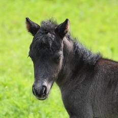 Shetlænder Stratensminde Made By Warrior 