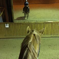 Dansk Varmblod Langagers Krack I Love It