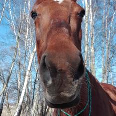 Dansk Varmblod Alicat