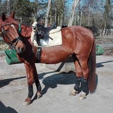 Dansk Varmblod Alicat