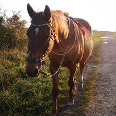 Dansk Varmblod Alicat