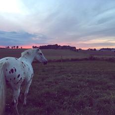 Knabstrupper Friis' Petrea