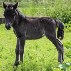Shetlænder Stratensminde Made By Warrior 