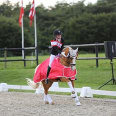 Tysk Sportspony Der Harlekin B A-pony