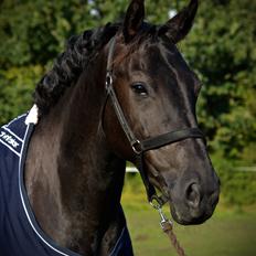 Dansk Varmblod Stald Højgårds Libella