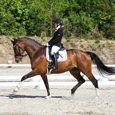 Dansk Varmblod Holmgårds le´mil