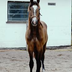 Hannoveraner Leverano