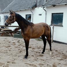 Hannoveraner Leverano